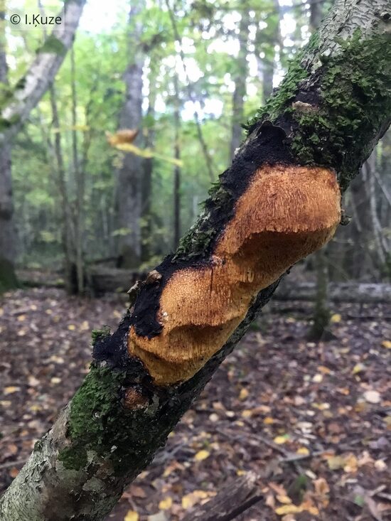 Szczepkamyces campestris